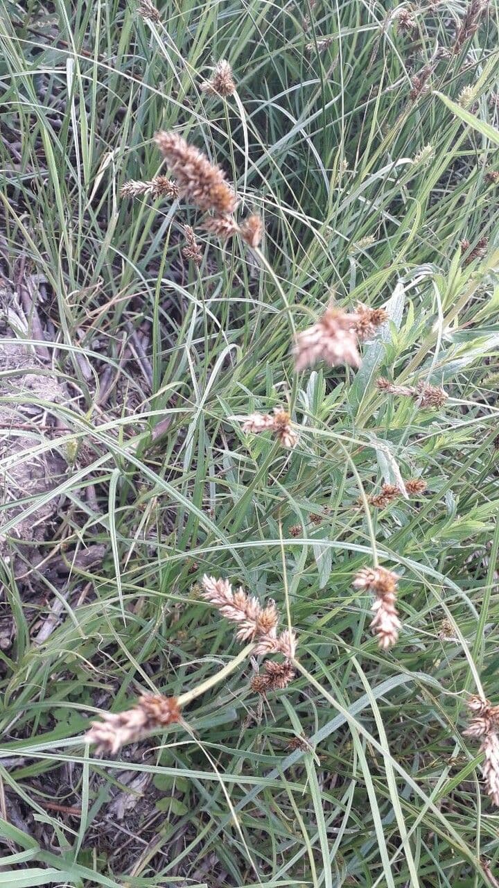 Fuirena pubescens 4