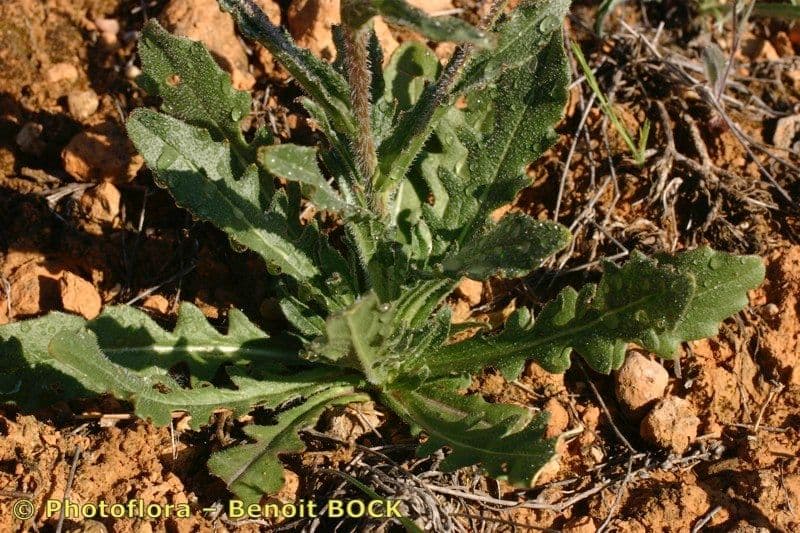 Sisymbrium 3