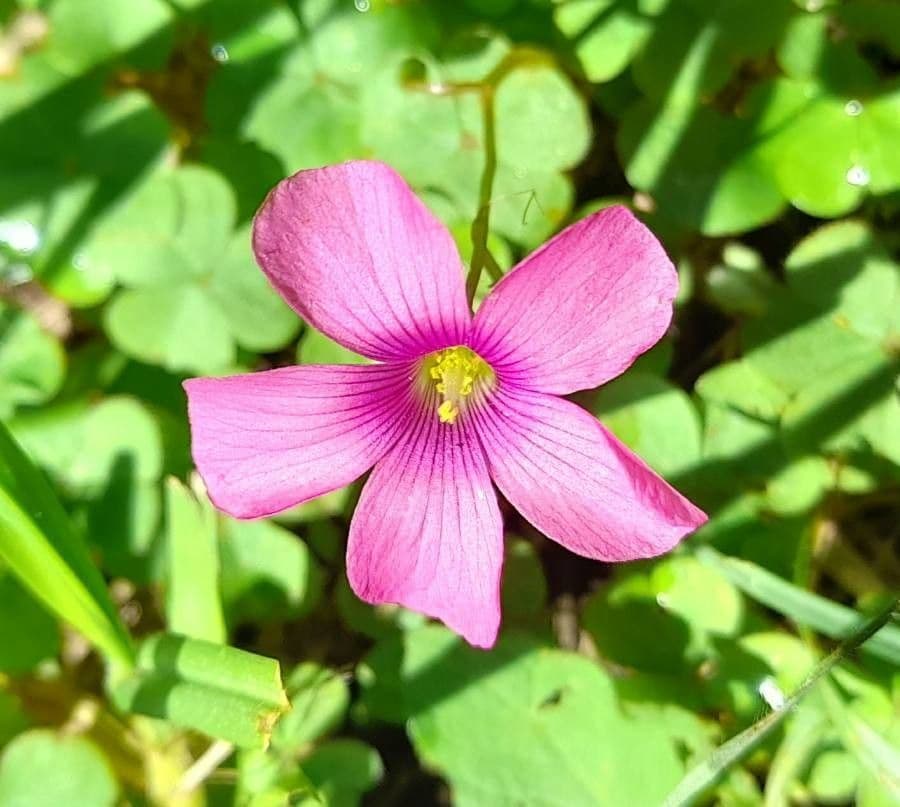 Acetosa 3