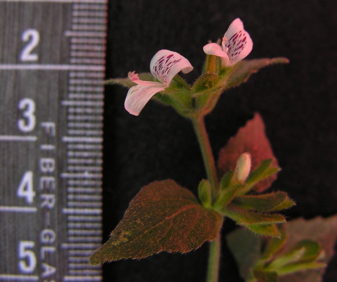 Hypoestes 8