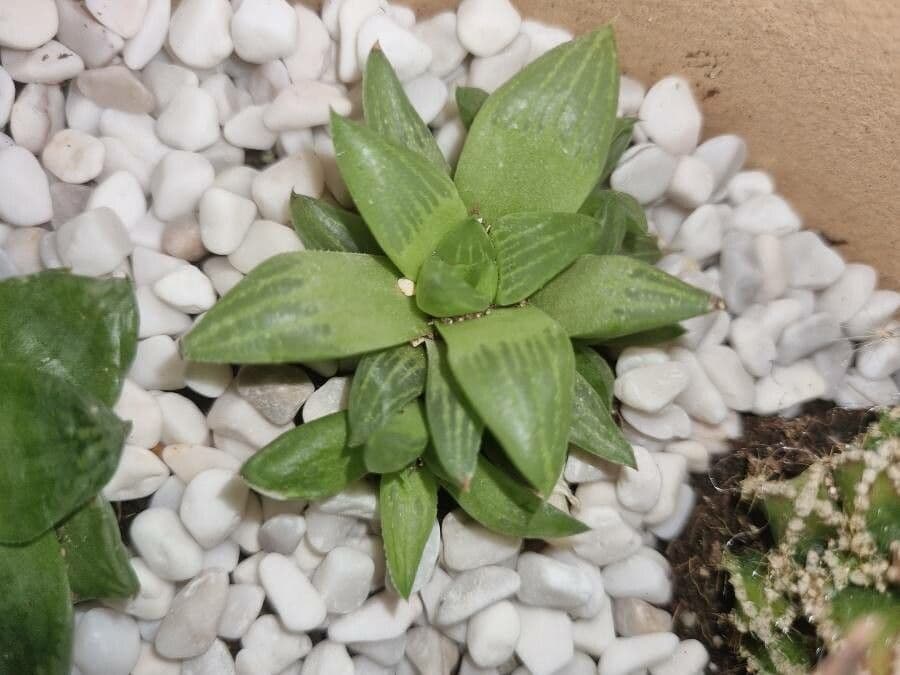 Hawortia 16