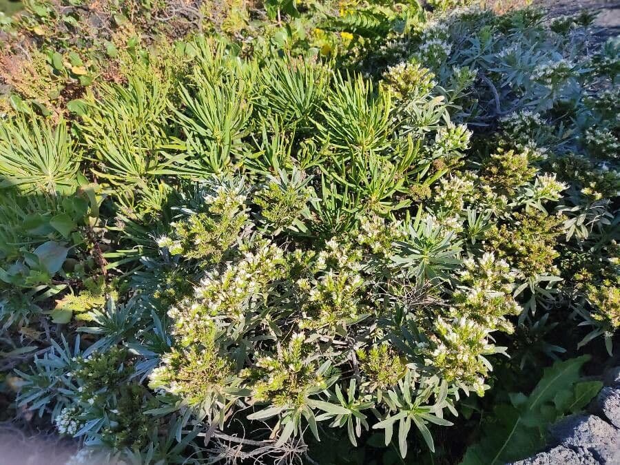 Echium ostny 13