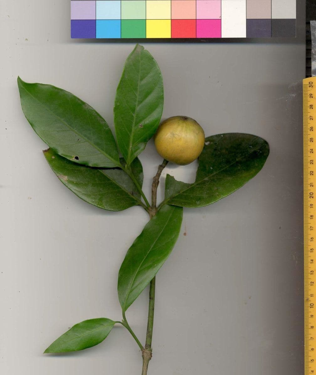 Posoqueria latifolia 23
