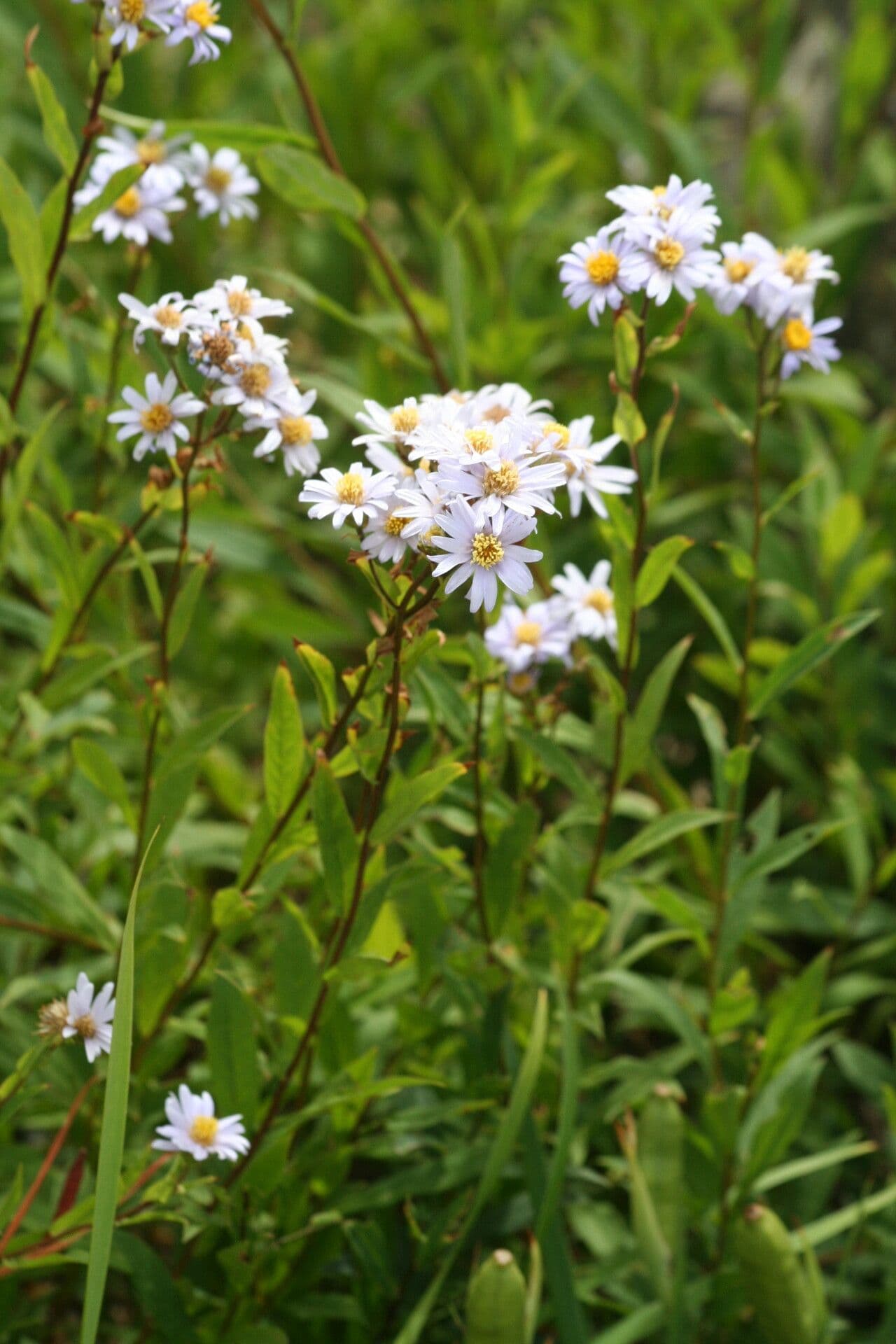 Aster ruvido basso 3
