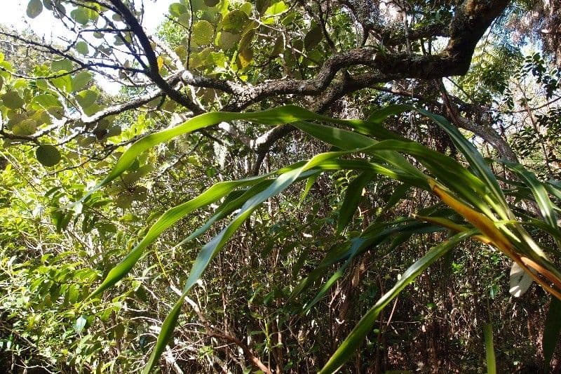 Cordyline mauritiana 30