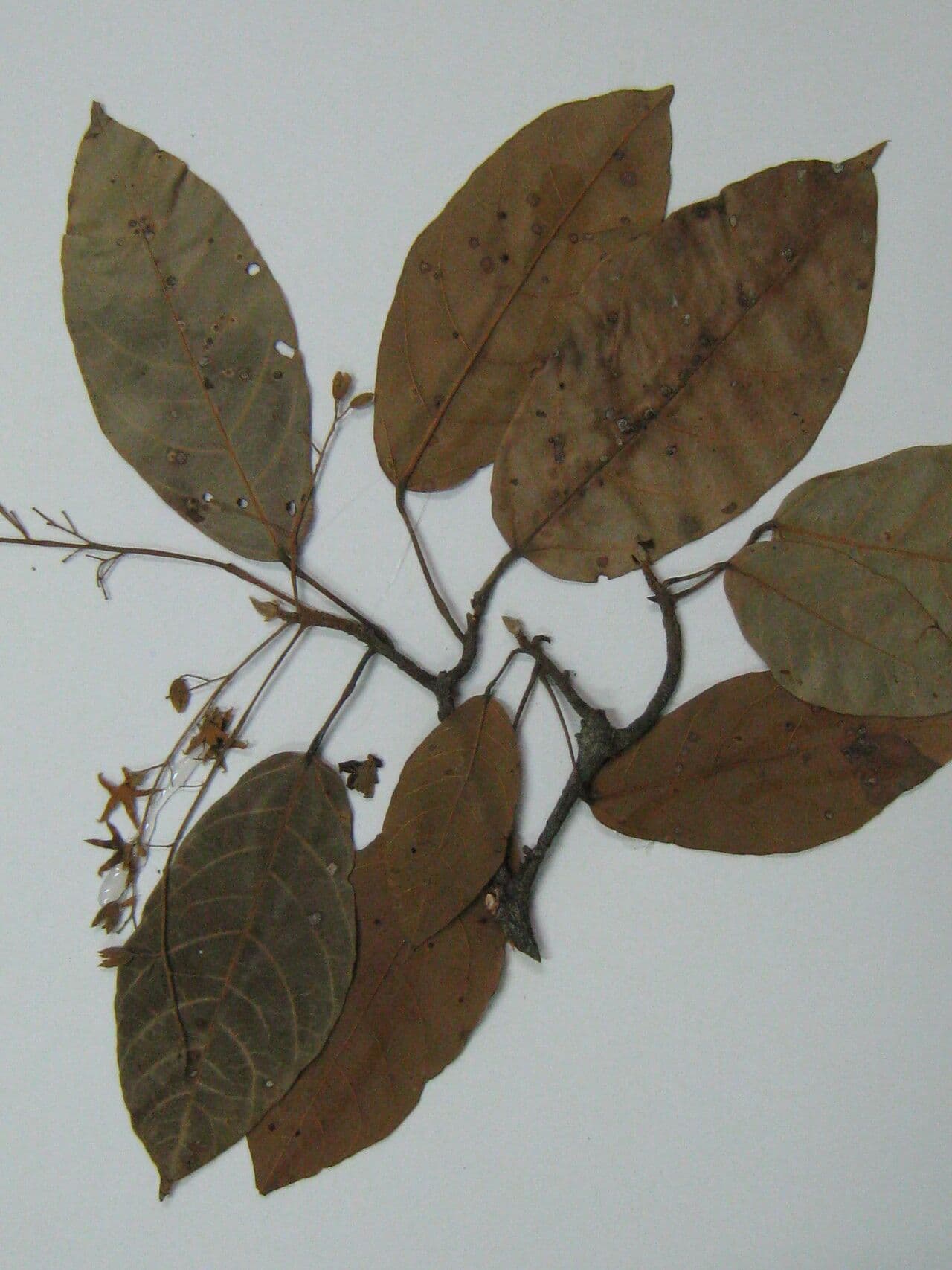 Sterculia 11