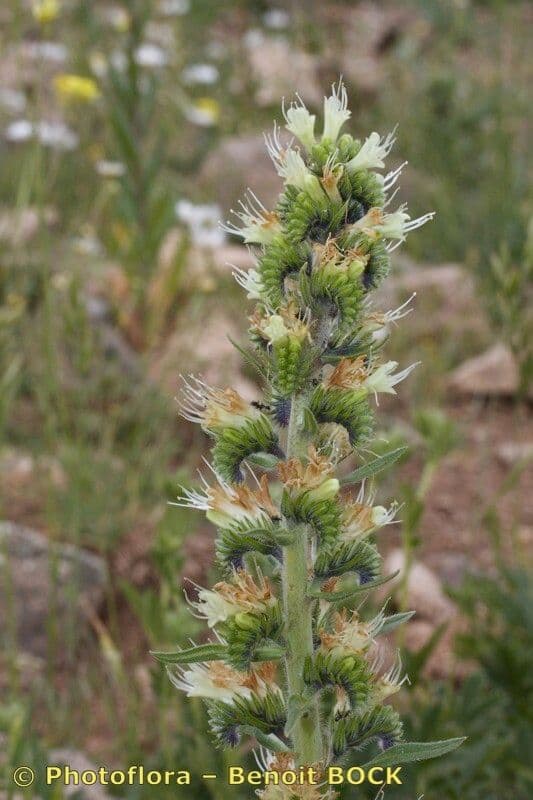 Buglossa gialla 2