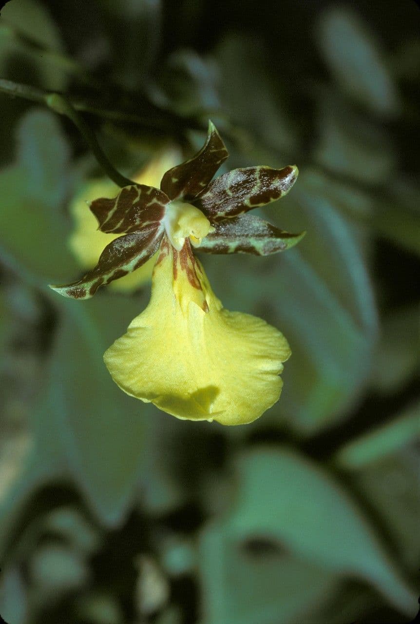 Oncidium