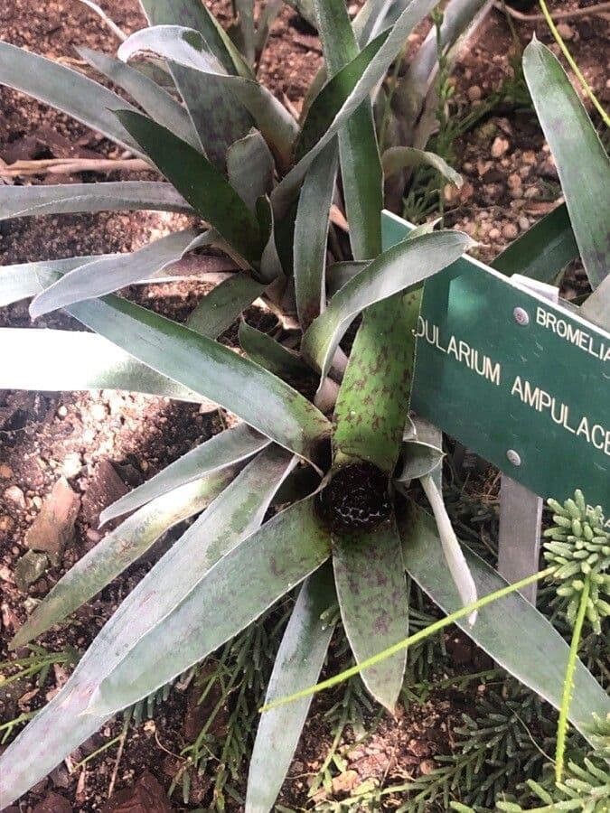 Flaschenförmige Neoregelia 3
