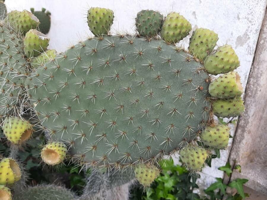 Opuntia leucotricha 17