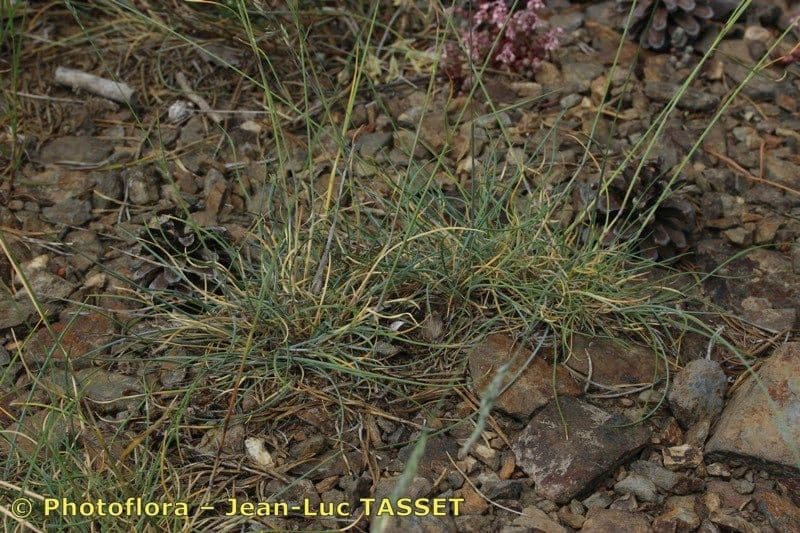 Festuca longifolia 7