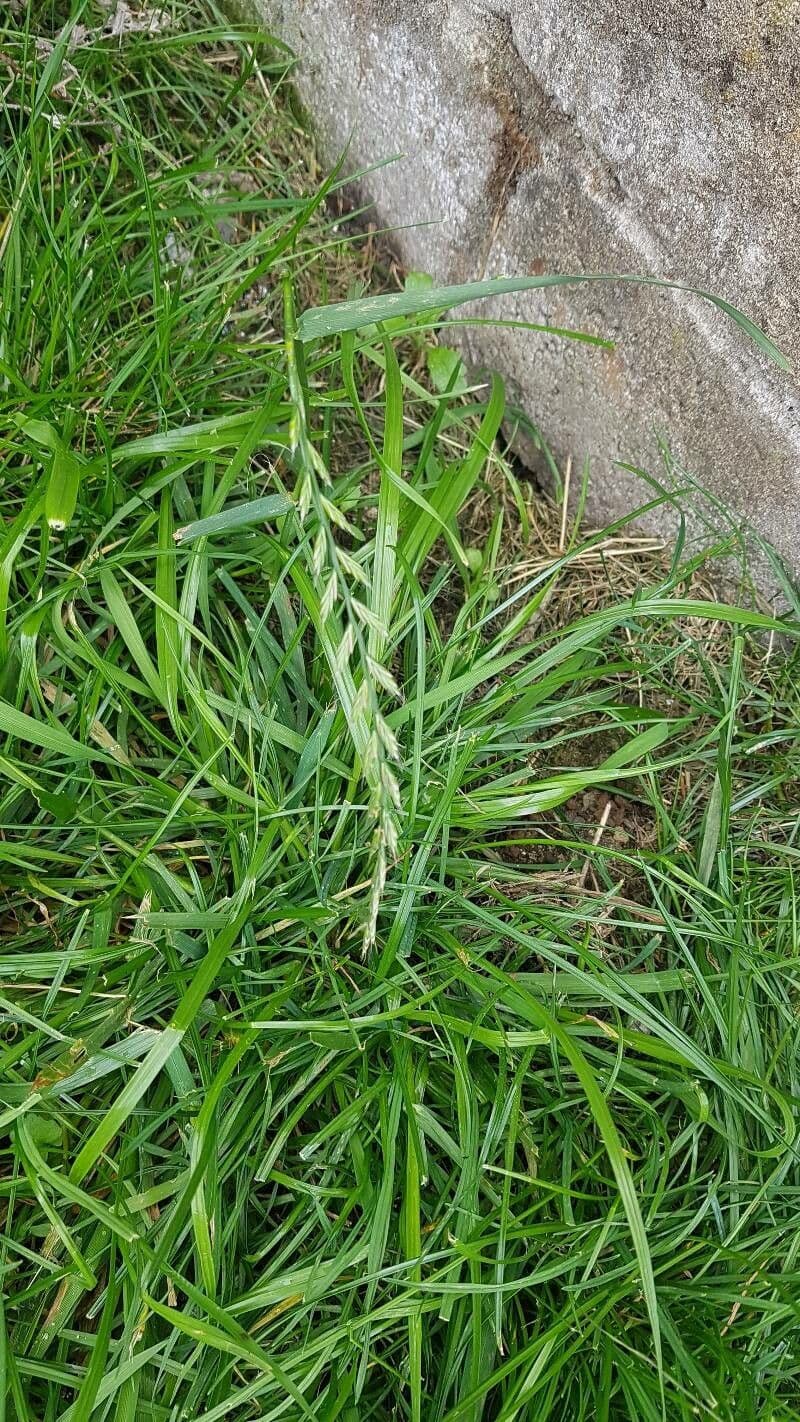 Loglio perenne 19