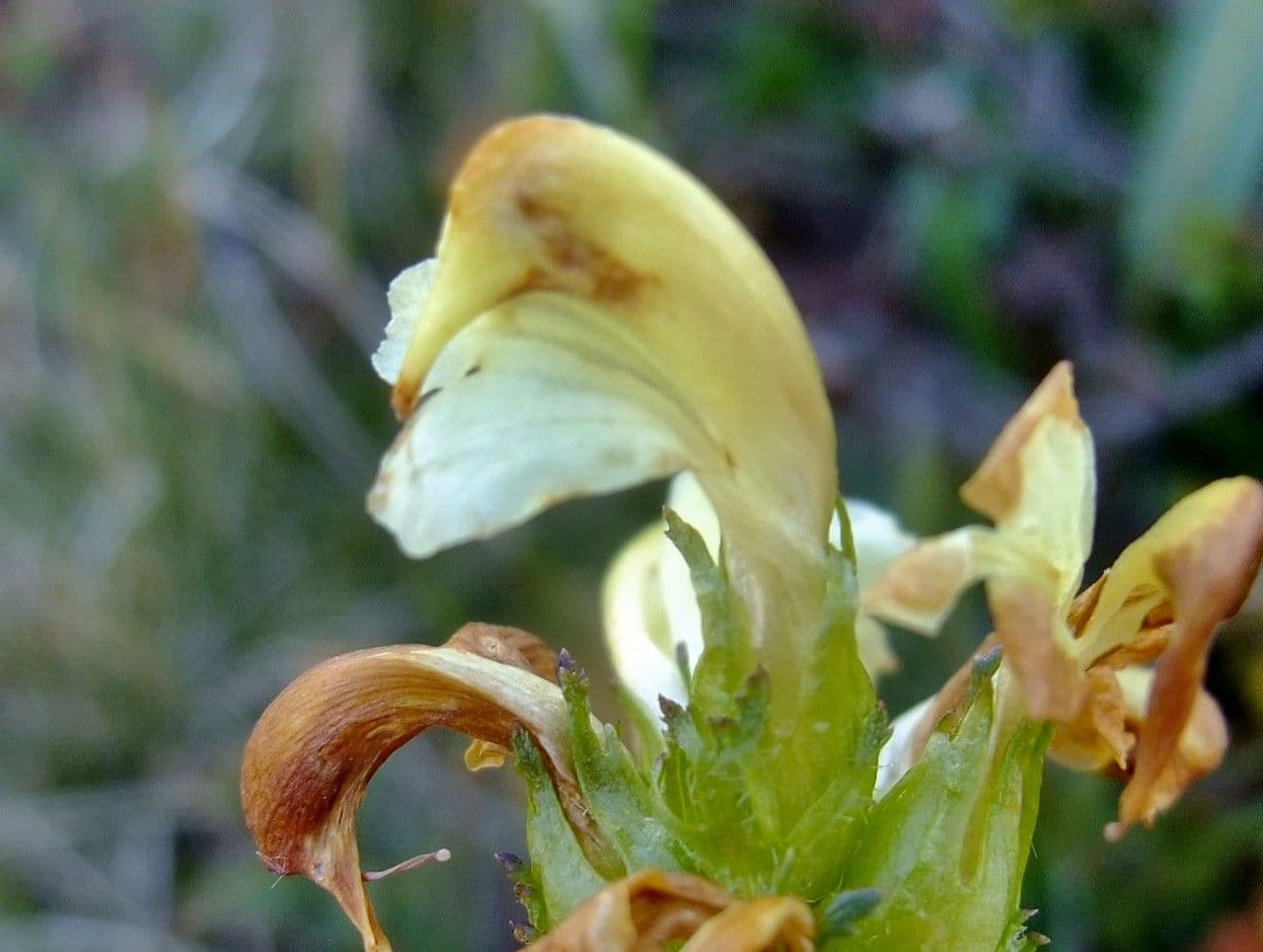 Pedicularis tuberosa 6