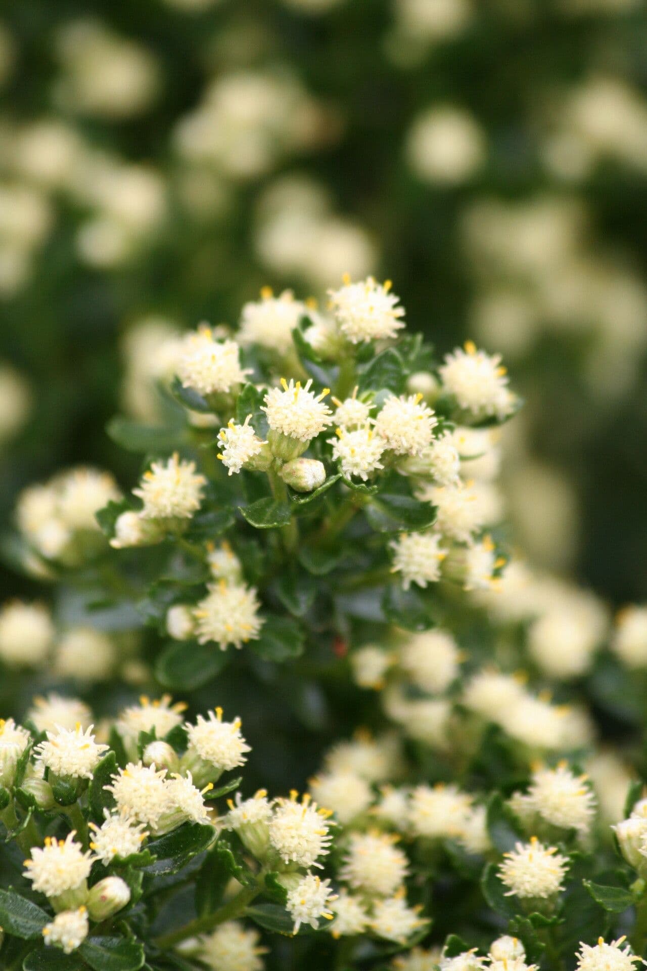 Baccharis patagonica