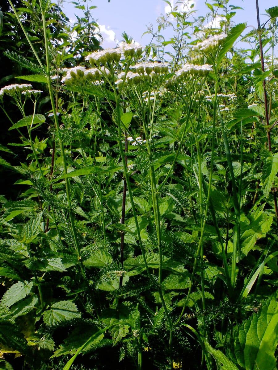 Rebríček obyčajný 8