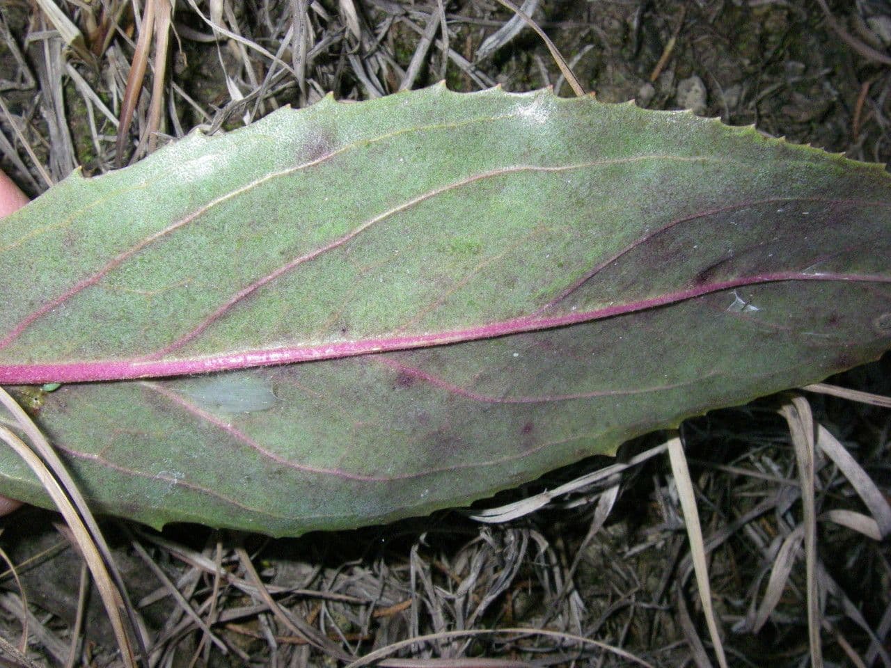 Penstemon cobaea 13