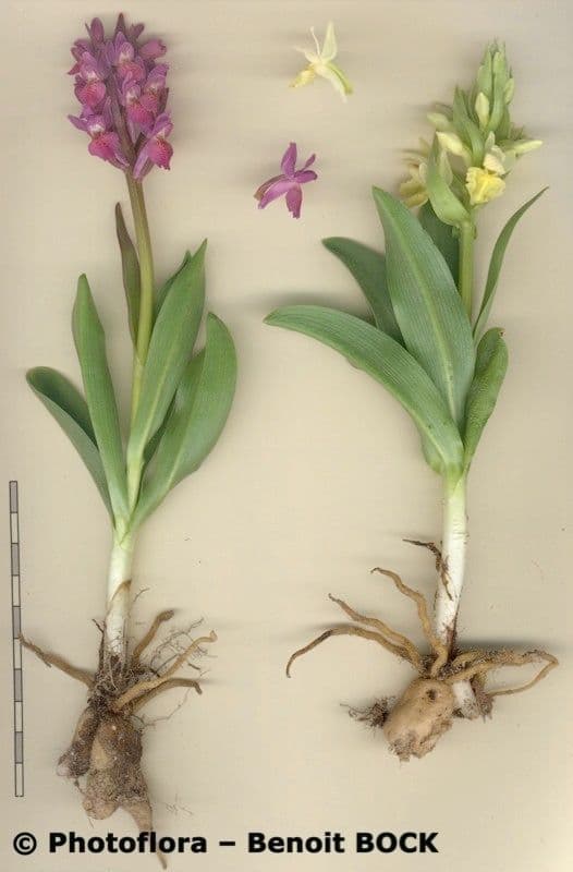 Orchidea sambucina 26