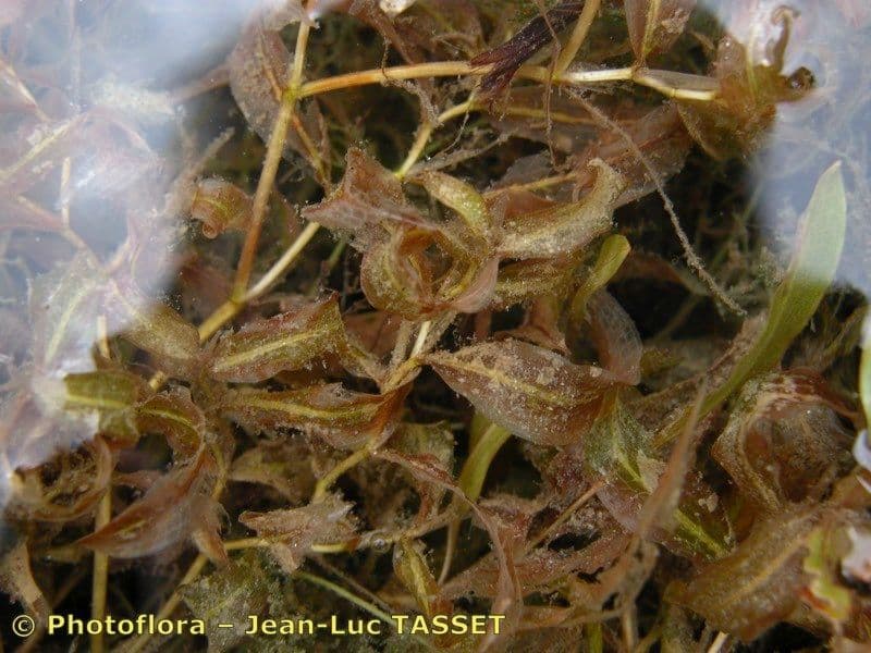 Gras-Laichkraut 15