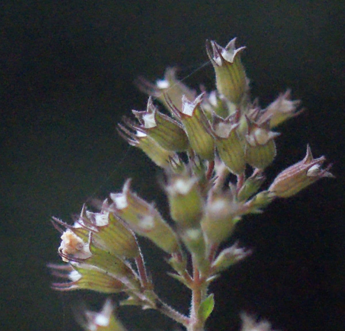 Nepitella 2