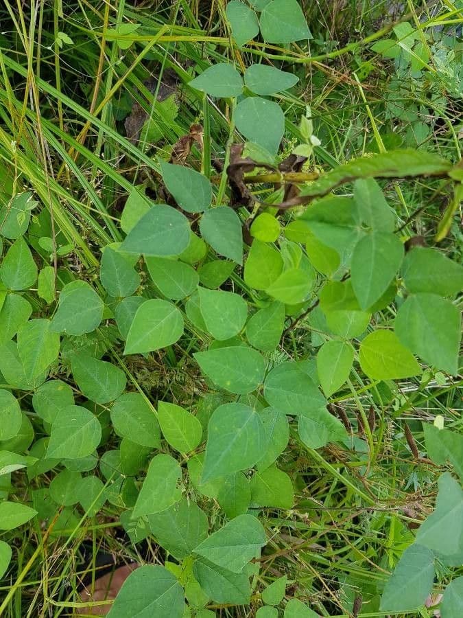Amphicarpaea bracteata 17
