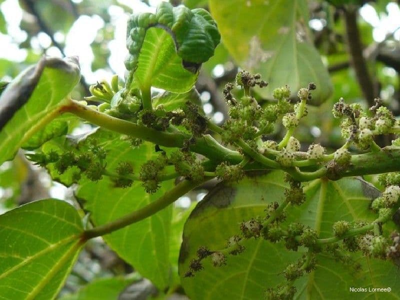 Nothocnide repanda 4