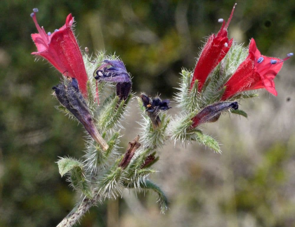 Echium angustifolium 18