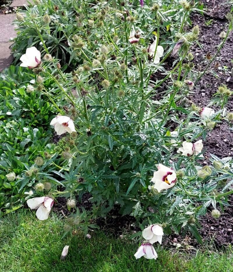 Garten-Eibisch 14