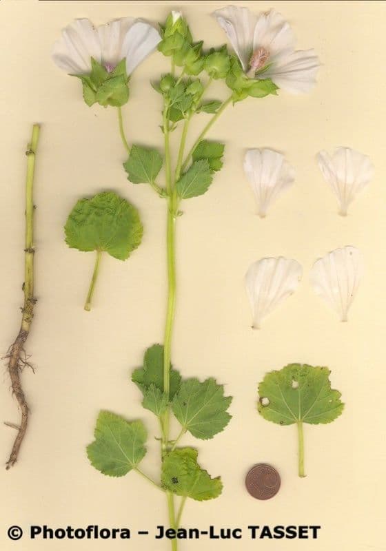 Malope 7