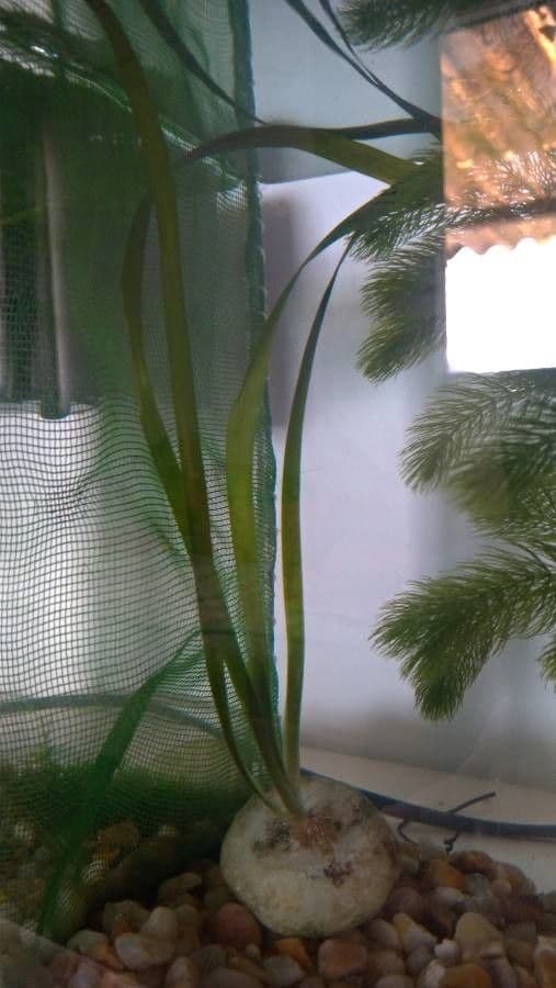 Zostera marina 13