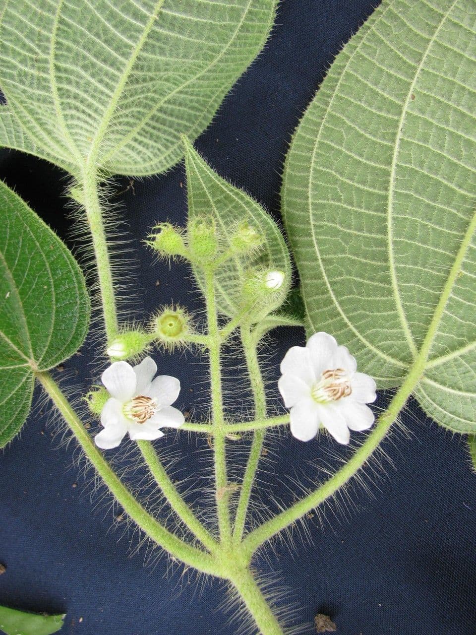 Clidemia octona 8