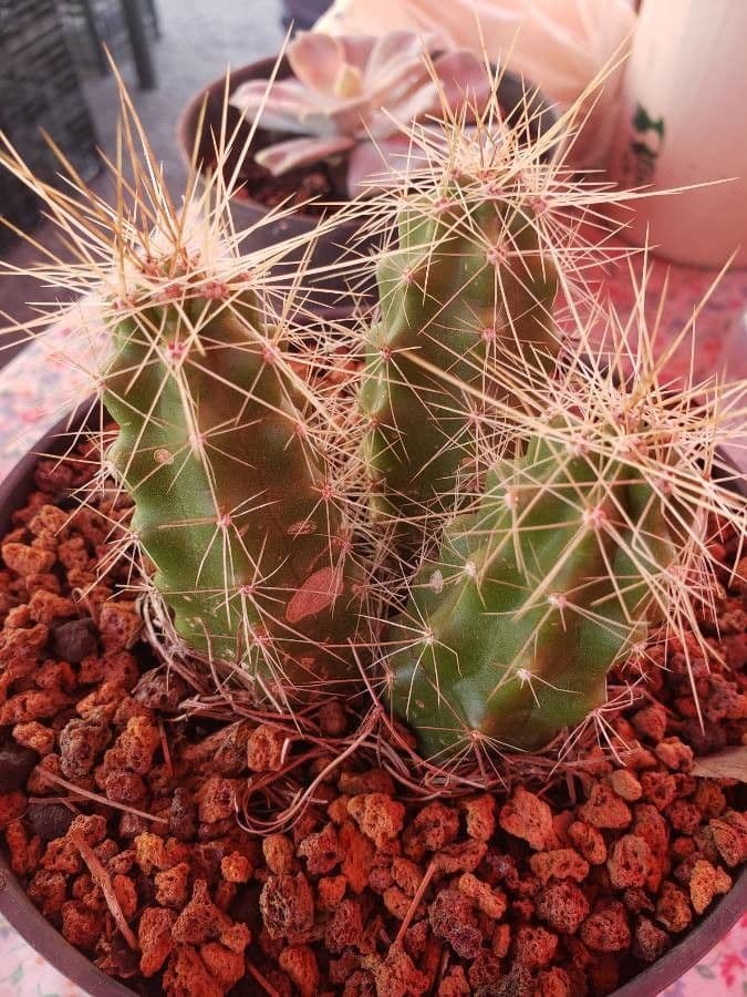 Cactus 7