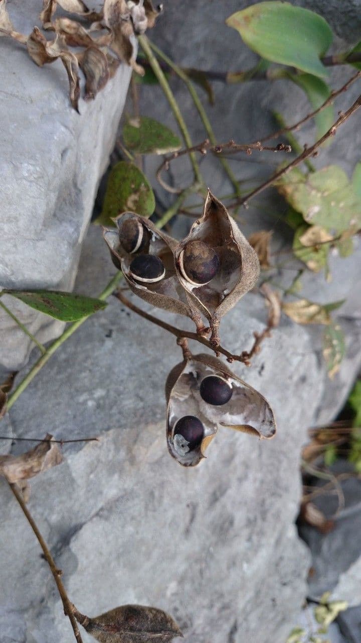 Oxyrhynchus 3