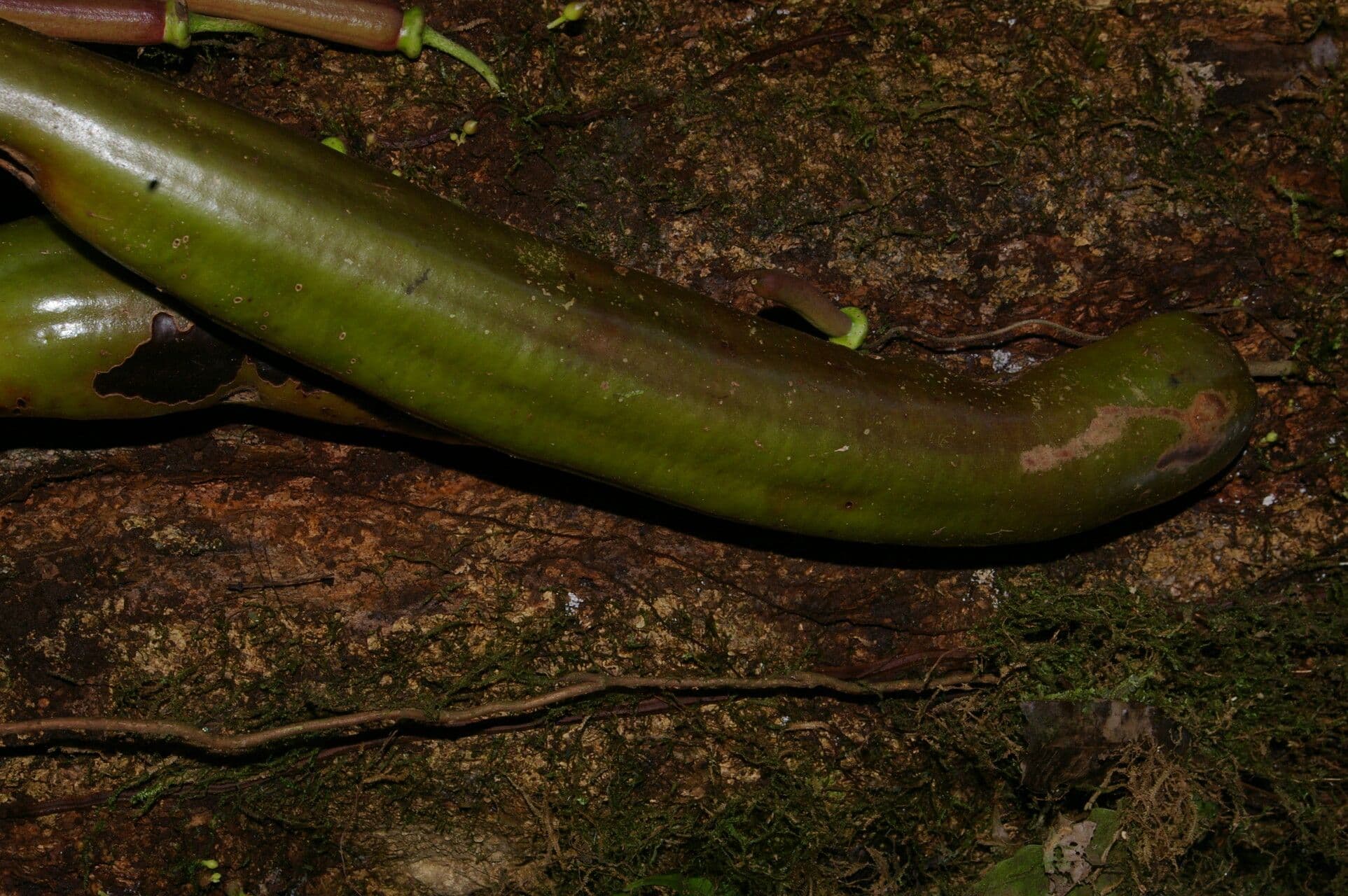 Parmentiera 21