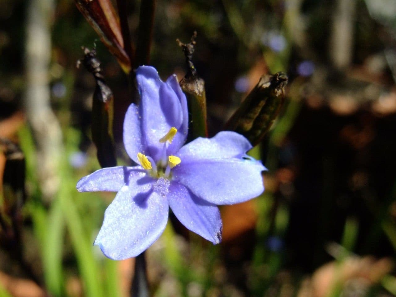 Orthrosanthus multiflorus 4