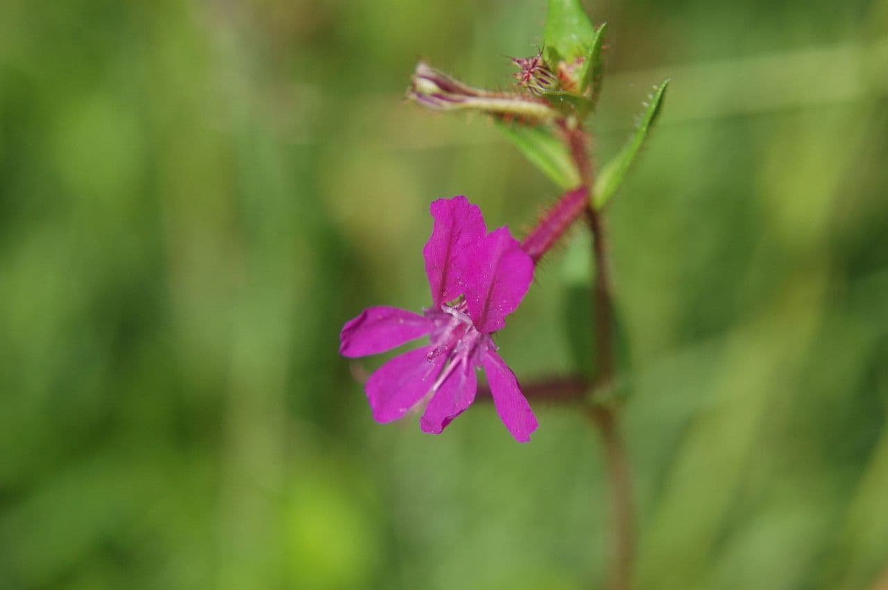 Cuphea