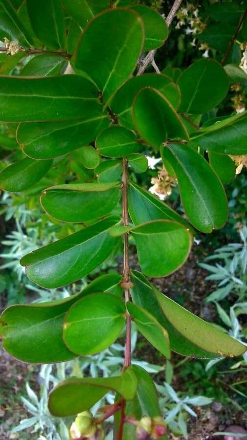Lagerstroemia 20