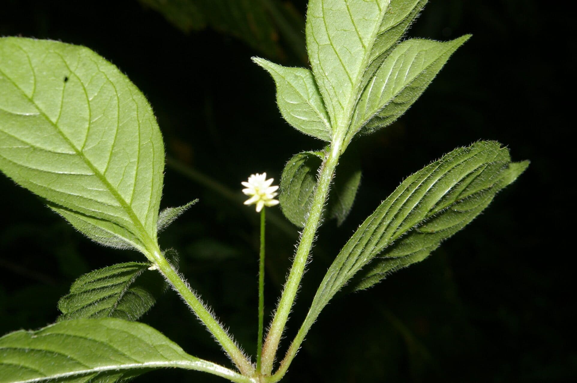 Alternanthera 8