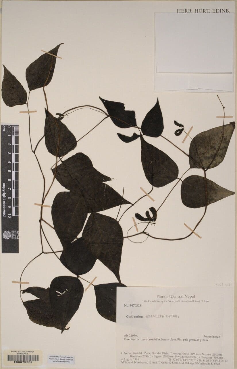 Cochlianthus 2