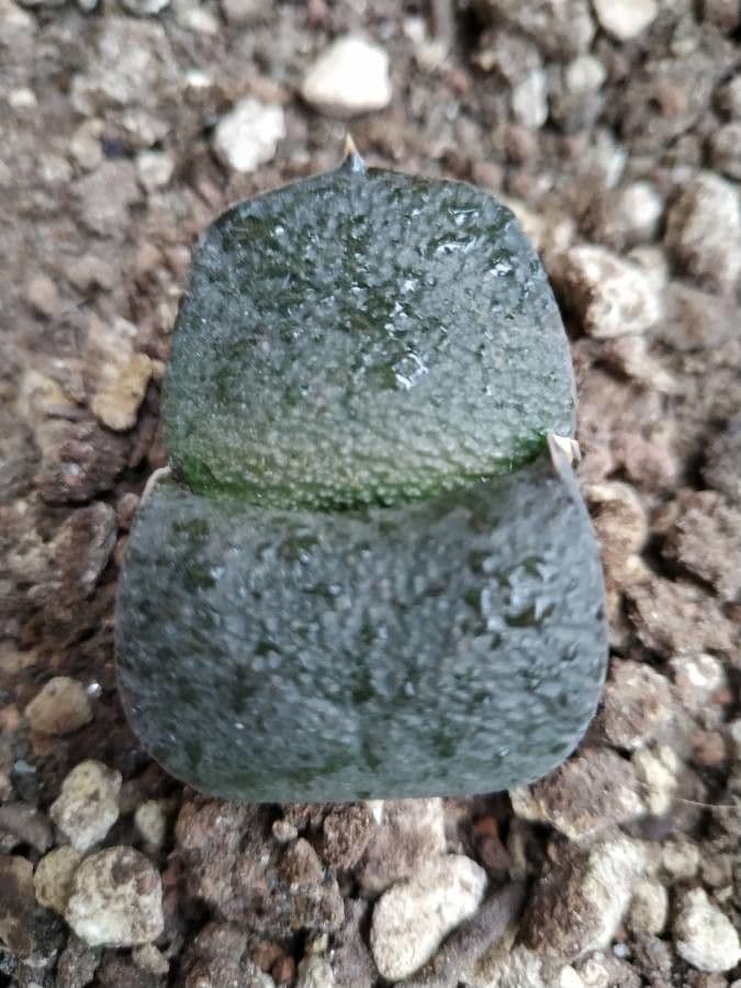 Gasteria 2