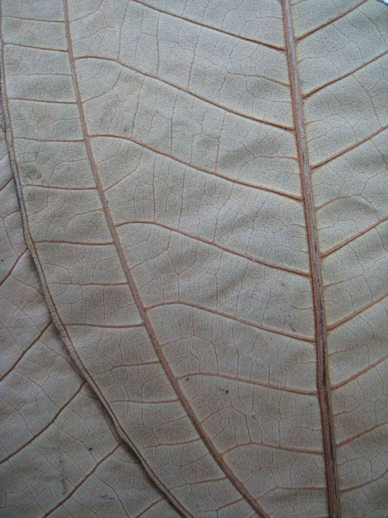 Miconia argyrophylla 5
