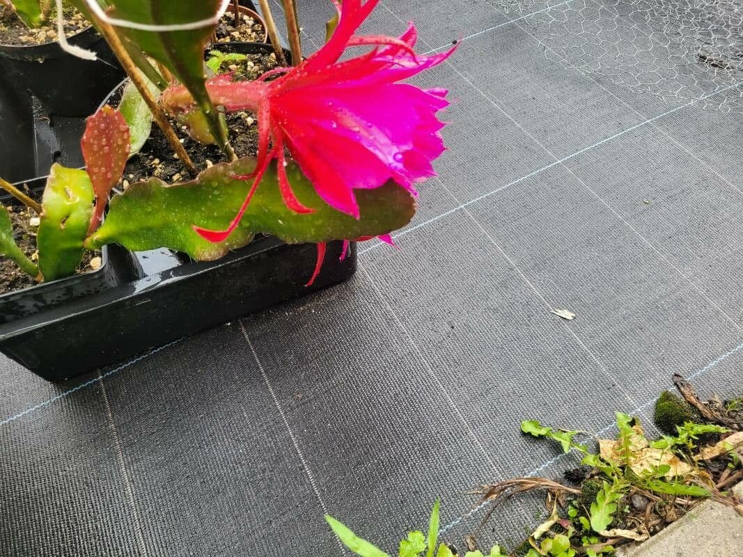 Disocactus 21
