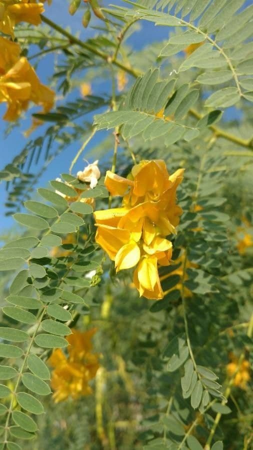 Sesbania drummondii 10