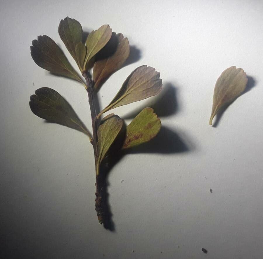 Spirea ipericifolia 14
