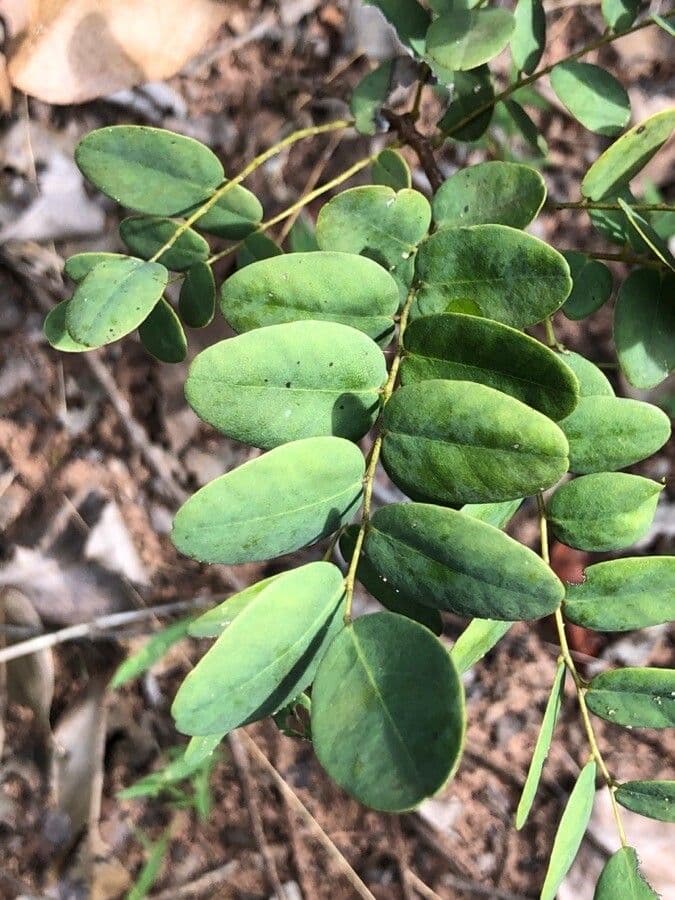 Dalbergia 6