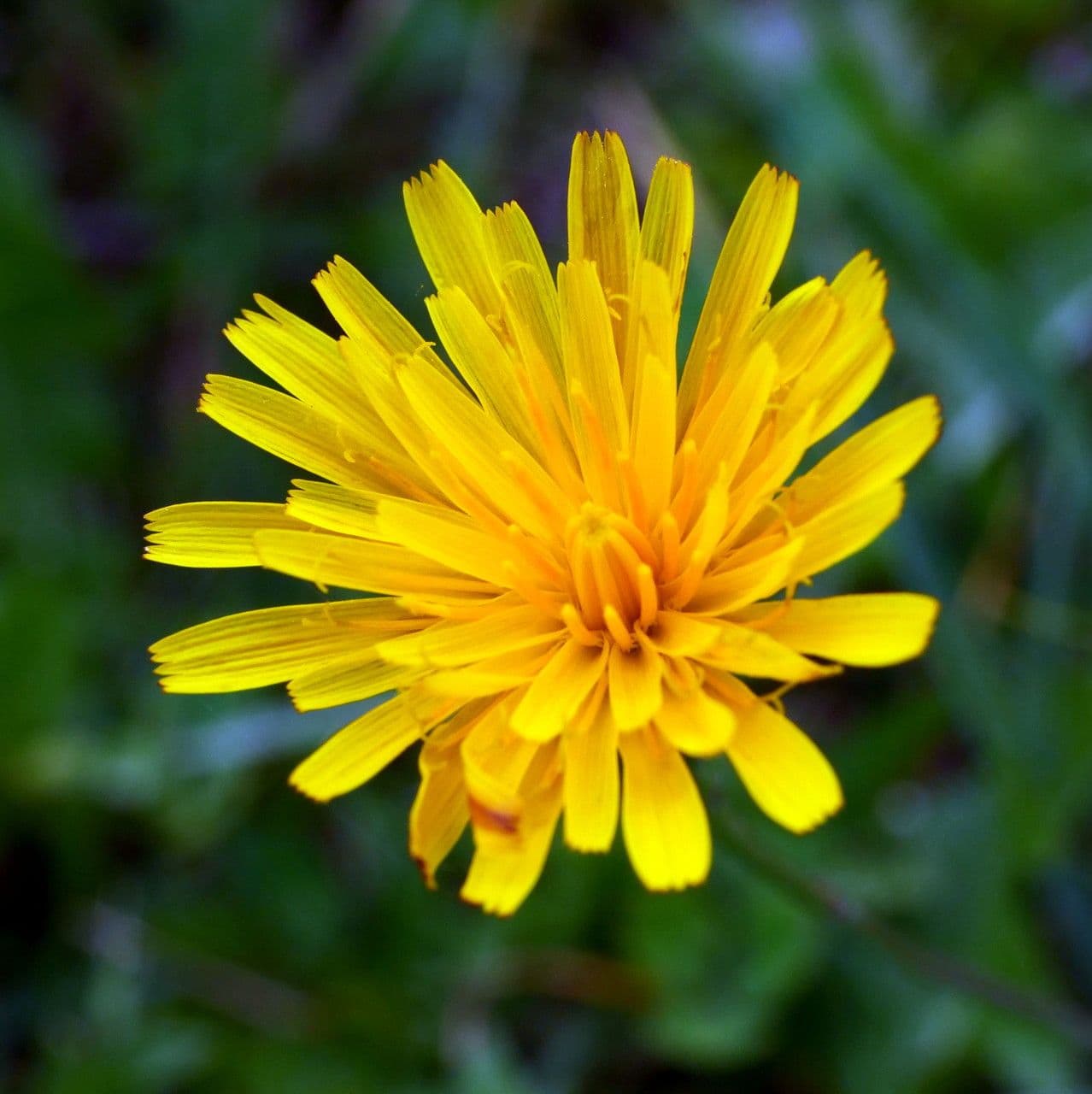 Radicchiella autunnale 9