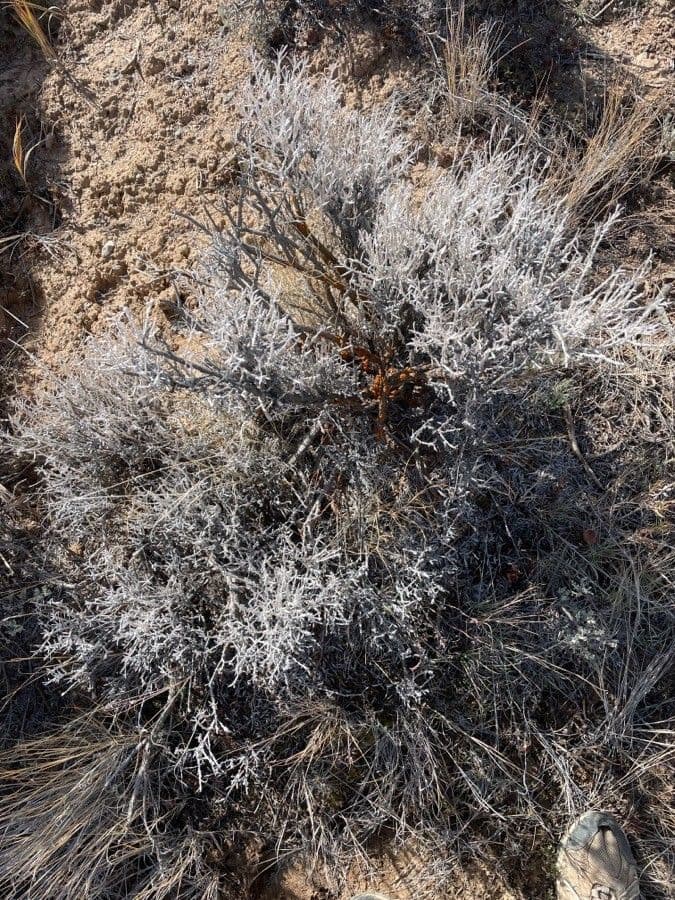 Artemisia tridentata 13