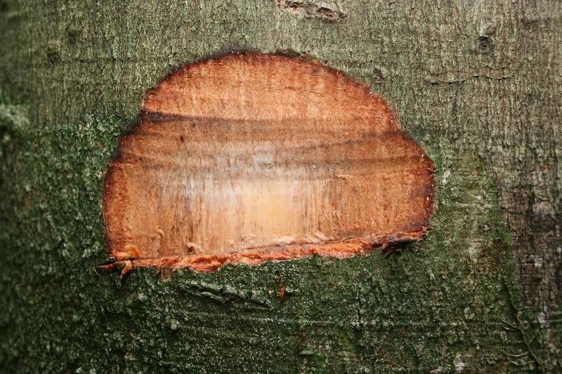 Spruce Cashew 14