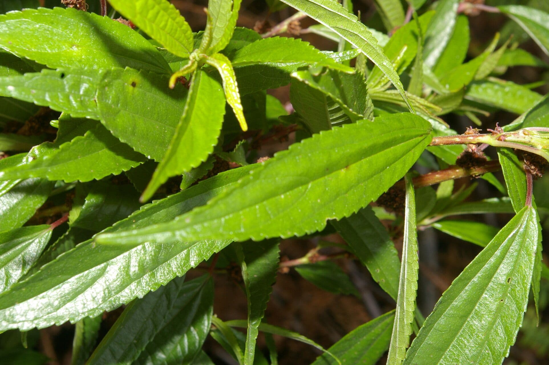 Phenax 2