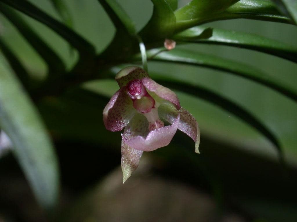 Dichaea 6