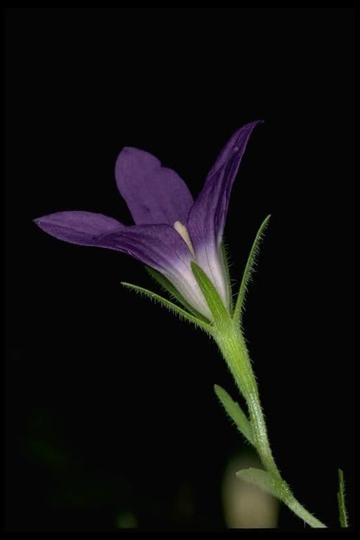 Githopsis 2